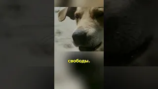 Спустя 5 лет нашел свою собаку 😯