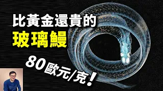 為什麼玻璃鰻賣出天價？一個特性讓科學家束手無策！鰻魚令人震驚的秘密【老肉雜談】