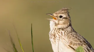 Thekla's lark singing in nature