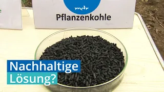 Nachhaltig? Experimente mit Pflanzenkohle | MDR SACHSEN-ANHALT HEUTE | MDR