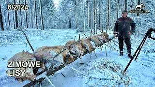 FOX HUNT | Fox calling in Poland Winter