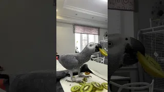 опять буяним на кухне!  #жако #животные #попугай #попугайжако #parrot #жакопопугай #birds