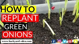 How to plant store bought green onions | How to regrow veggies