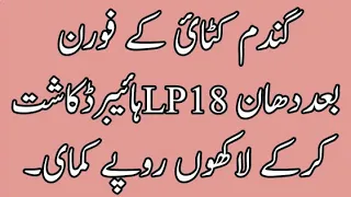 دھان ہائیبرڈ LP18 کاشت کر کے 120 من پیداوار لیں۔لاکھوں روپے کمائیں#lp18#lp18#dhananseesd