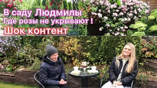 Секреты ухода за розами🌹Супер цветение без укрытий 🌹 Прогулка по саду Людмилы 🔥