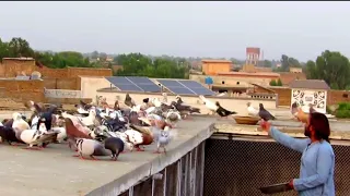 high flight pigeons video beautiful pigeons saifullah ustad ki kabootar video