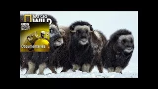 National Geographic Documentary Wild - The Wolf Mountains - BBC Documentar BBC History Cha