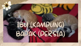 ANAK KUCING PERSILANGAN KAMPUNG DAN PERSIA