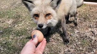 Happy Easter Foxes! Foxes get eggs for Easter!