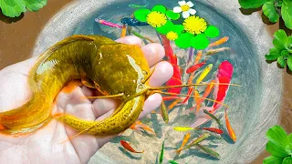 Amazing Catch Catfish With Ornamental Fish, Frogs, Zebra Fish, Unicorn Fish, Shrimp | Fishing Video