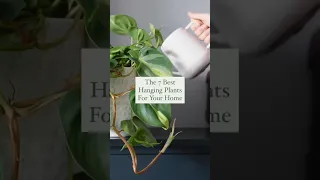 BEST HANGING PLANT FOR YOUR HOME / INDOOR PLANTS