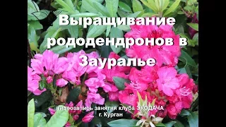 Выращивание рододендронов в Зауралье