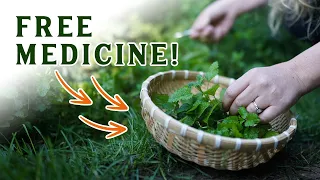 12 MUST-KNOW Backyard Medicinal Herbs (Foraging Medicinal Herbs)