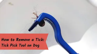 Tick Removal from Dog with Tick Pick Tool