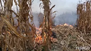 corn field on fire
