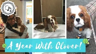 A Year With Clover | Clover's Homecoming Anniversary!