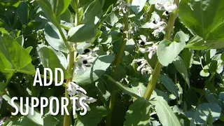 How to Grow Fava Beans (broad beans)