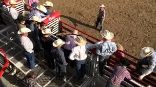 When Bulls Owned The Day At Clovis Rodeo