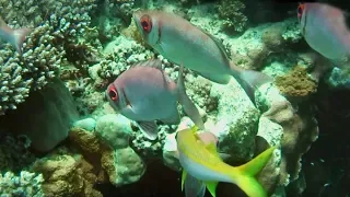 Incredible Life in the Red Sea Coral Reef | BBC Earth