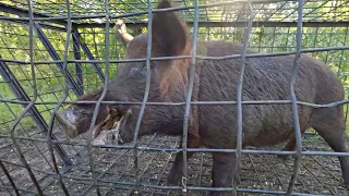 MONSTER Wild BOAR Caught Using a HOME-MADE Trap {Catch Clean Cook} BIG "Cutters"!!