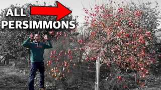 How to Grow a Persimmon Tree, Complete Growing Guide!