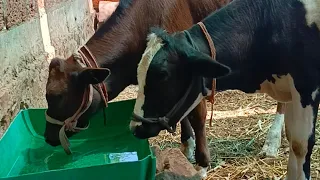 open farm cow buffalo video 14/04/2024