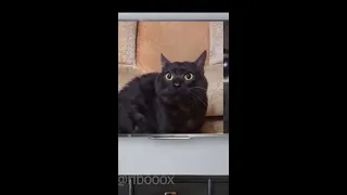 Cat Vibing To Music | Cat Vibing Meme