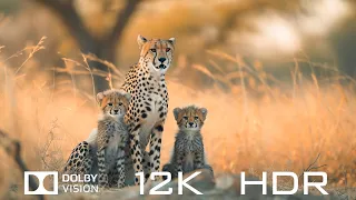Most Beautiful Animals  Dolby Vision 12K HDR 120fps | Relaxing Piano Music