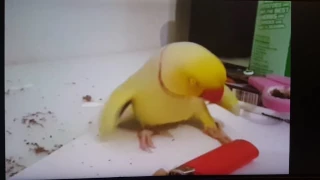 Parrot funny dance to Despacito