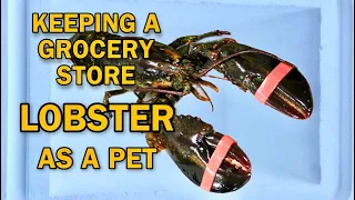 KEEPING GROCERY STORE LOBSTER AS A PET ! RESCUE MISSION !!