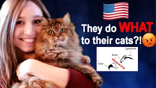 Pet Cats USA vs. Germany - I'M SHOCKED! Random Differences Pt. 4 | Feli from Germany