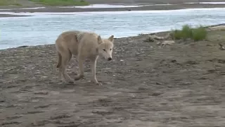 Braunbären und Wölfe in Alaska beim Lachsfischen