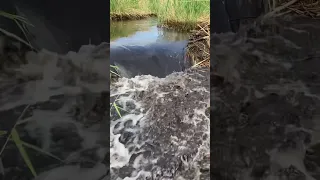 Most dangerous beaver dam collapse EVER! #shorts #asmr #satisfying