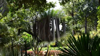 Jardín Botánico -  Puerto de La Cruz  ( Tenerife )