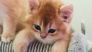 🧡🤩🙀В КАКОМ ВОЗРАСТЕ МОЖНО ЗАБИРАТЬ КОТЕНКА😺😻☀️ЗОЛОТАЯ ШИНШИЛЛА🧡