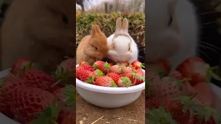 看小兔子吃東西太解壓了。The little rabbit is so cute eating。食べる子ウサギがとてもかわいい#萌寵 #rabbit #bunny