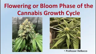 Flowering or Bloom Phase of the Cannabis Growth Cycle