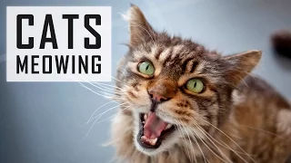 10 CATS MEOWING | Make your Cat or Dog Go Crazy! HD Sound Effect