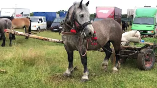 Коні Ваговози.Кінний ярмарок в Сиготі.Румунія.Румунські Коні🔥🔥🔥