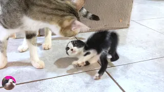 I was impressed by the caring behavior of an older cat meeting a rescued kitten for the first time