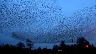 Gretna starlings