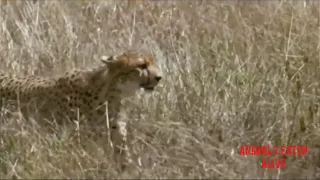 Baboon saved Impala from Cheetah