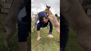 Baby Goats Help Out with Workout Routine || ViralHog