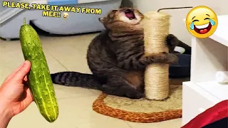 You Laugh You Lose 😁 Funniest Animals 2024 😺🐶 New Funny Cats and Dogs Videos 😹🐶 Part 2