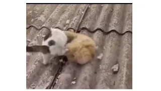 Разборка На Крыше Коты Дерутся....Disassembly On The Roof Cats Are Fighting