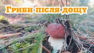 20.09.2023. Гриби після дощу вражають своїм розміром#грибиукраїни#гриби #грибы#mushrooms#тихаяохота