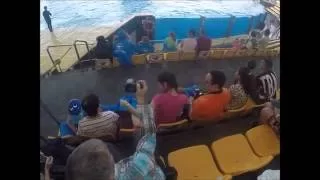 Tenerife Loro Parque Orca Ocean 2015