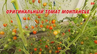 Супер томат монпансье