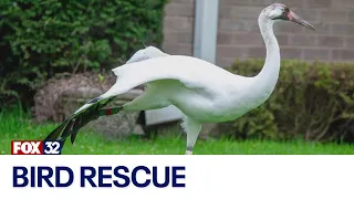 Rare whooping crane strays into Chicago suburb