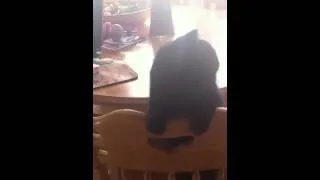 Hilarious dancing cat! @TMZ